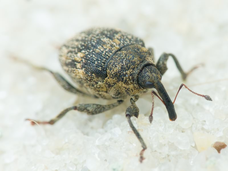 Mogulones abbreviatulus (Fabricius, 1792)